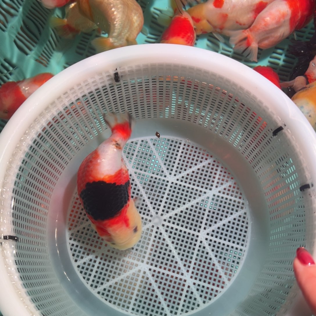 是****金鱼潘氏金鱼兰寿金鱼