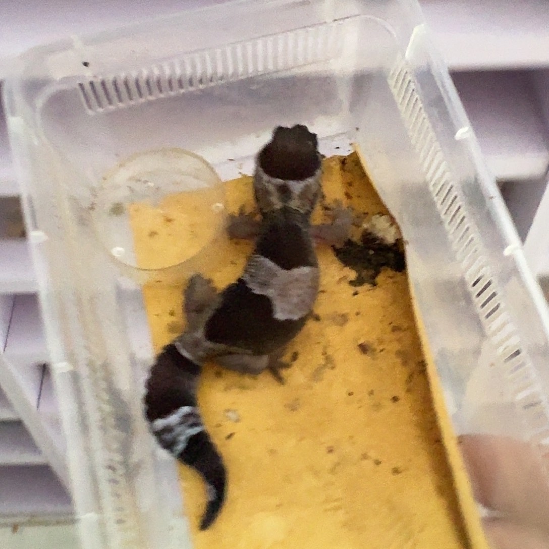 肥尾守宫黑奥利奥 妹妹