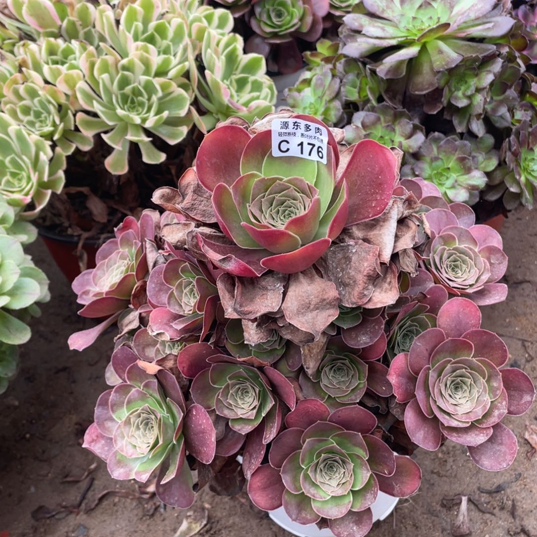 176魅金玫瑰多肉法师断枝不包