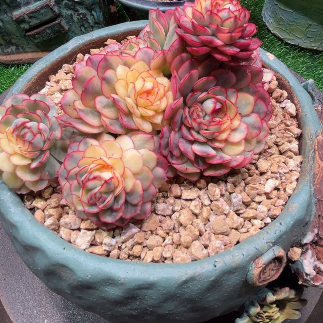 小***灵梦幻玫瑰锦，一物一拍，不含盆