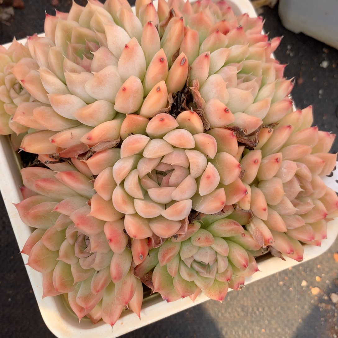 d****f4083新年快乐发发发