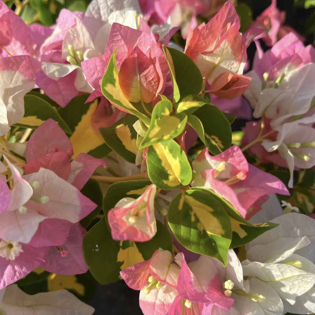 【金心橙白】四季开花勤花（落花落叶不售后一个月内换盆不售后）花梦