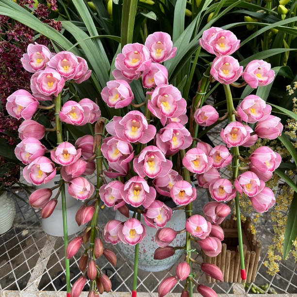 朝阳拱兰 一物一拍  高端兰花 年宵花 客厅阳台新手好养