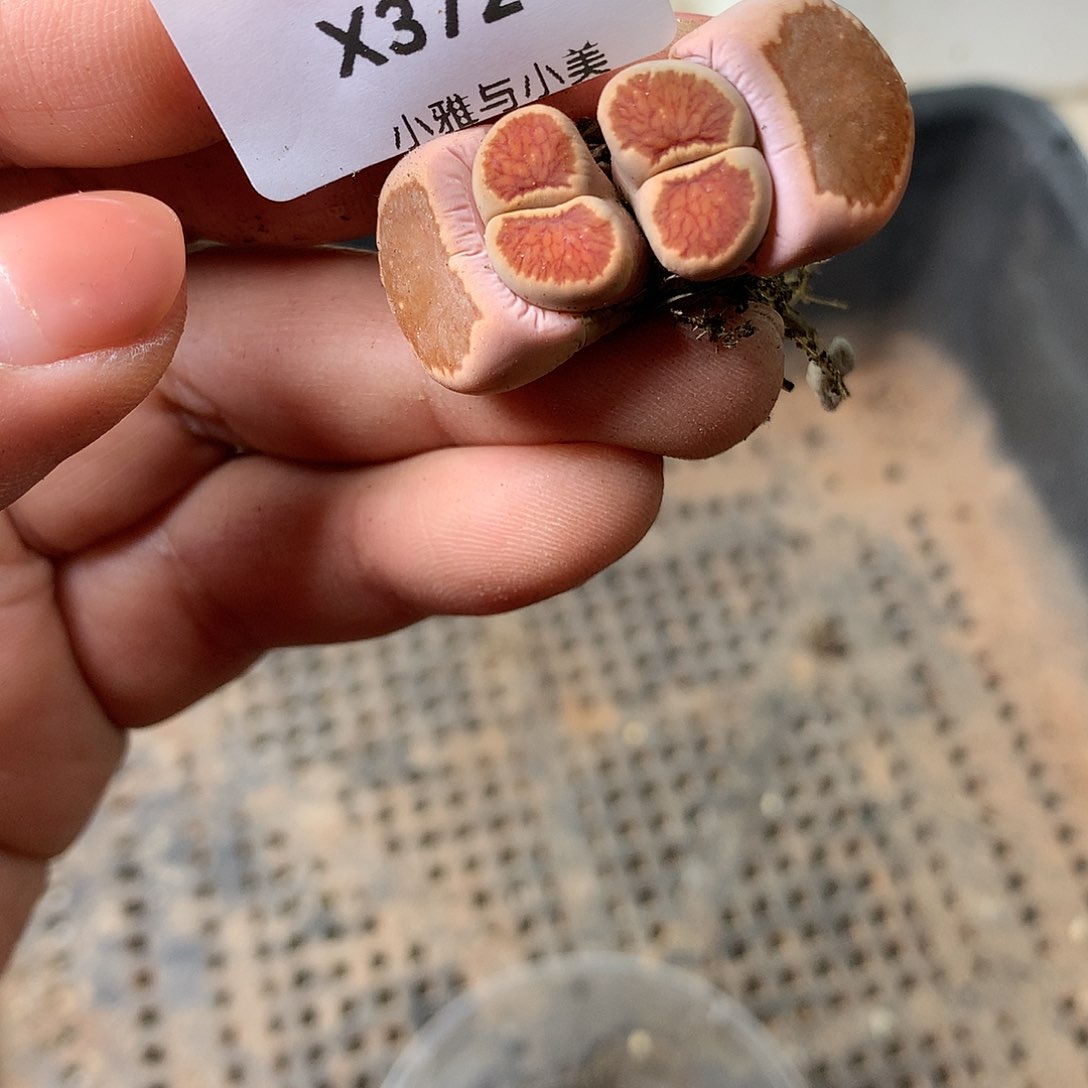 X372多肉植物保护研究所