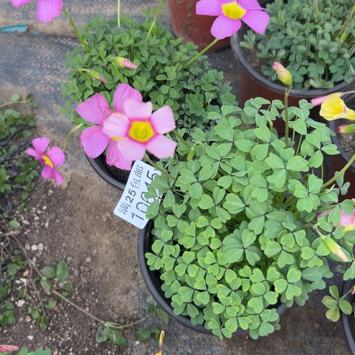 酢浆草645，一物一拍带盆