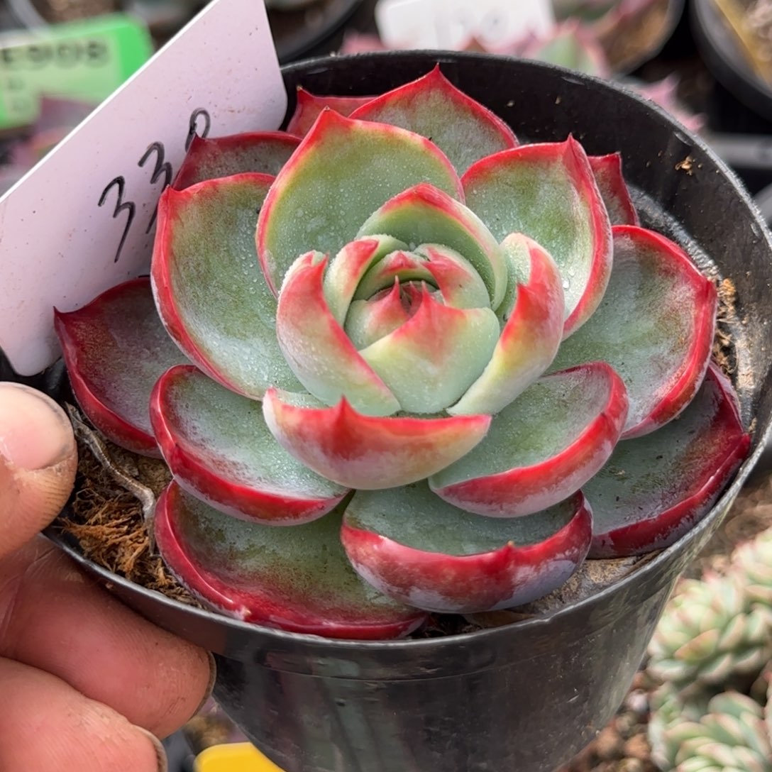 玫瑰惊鸿一物一拍包装收缩花旱330