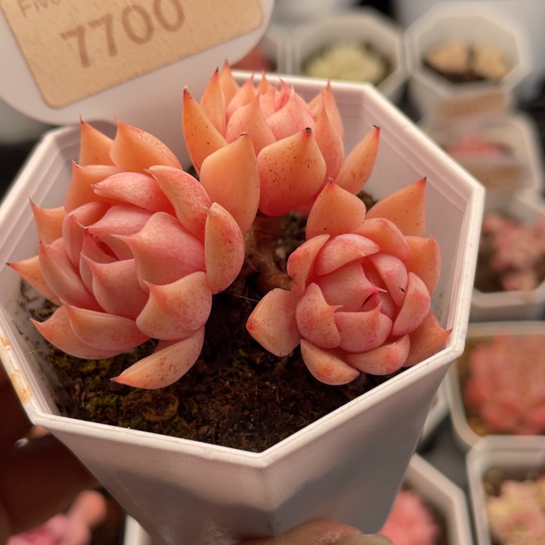 苯巴蒂斯7700-5.5厘米