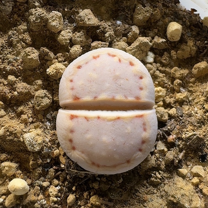 生石花111112。   176