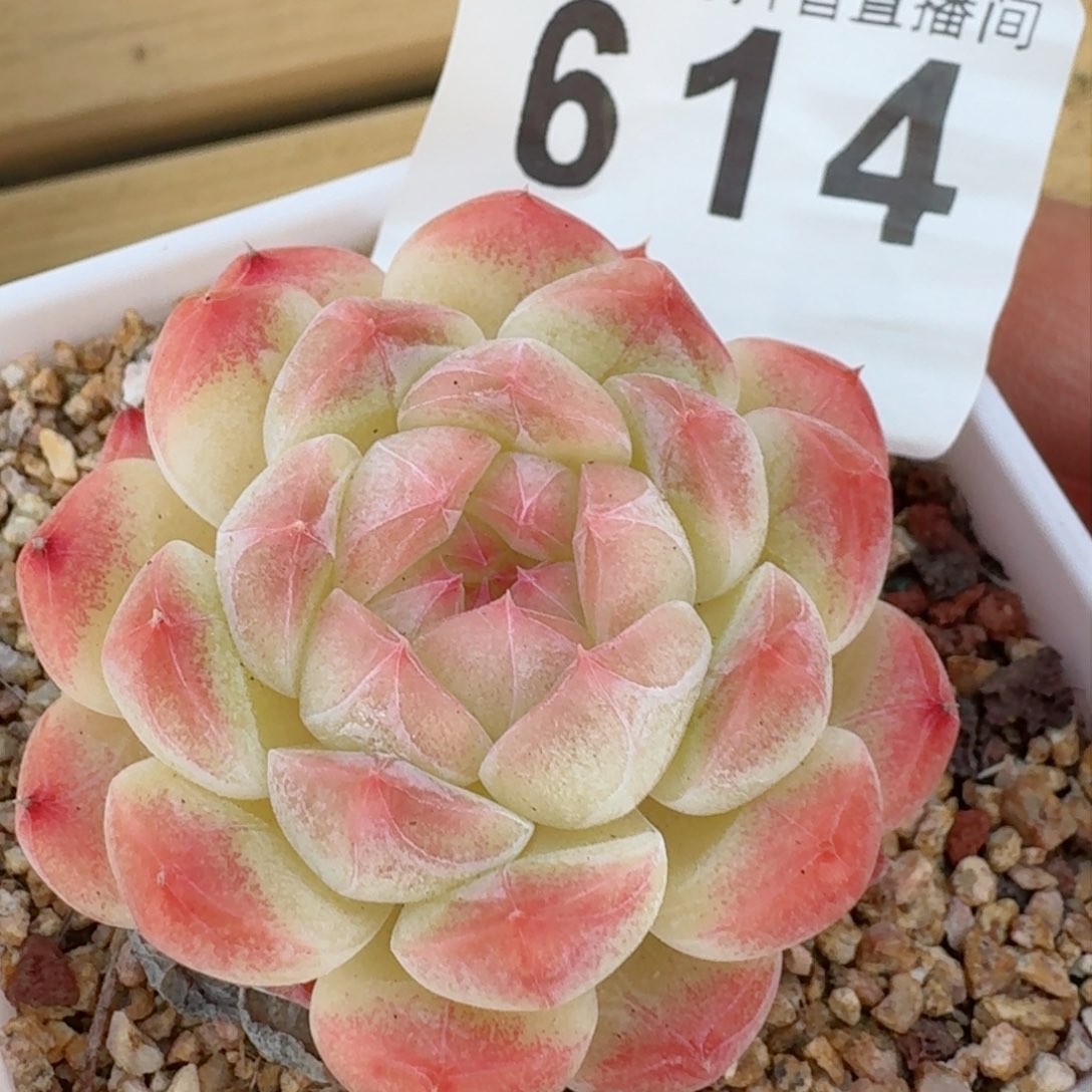 美心         精品多肉