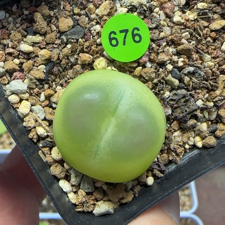拉登2.2多肉植物676