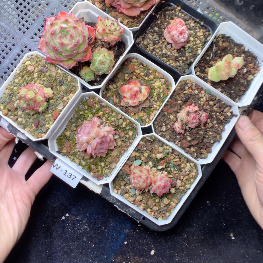 无花朵W137 yyyyyyyy