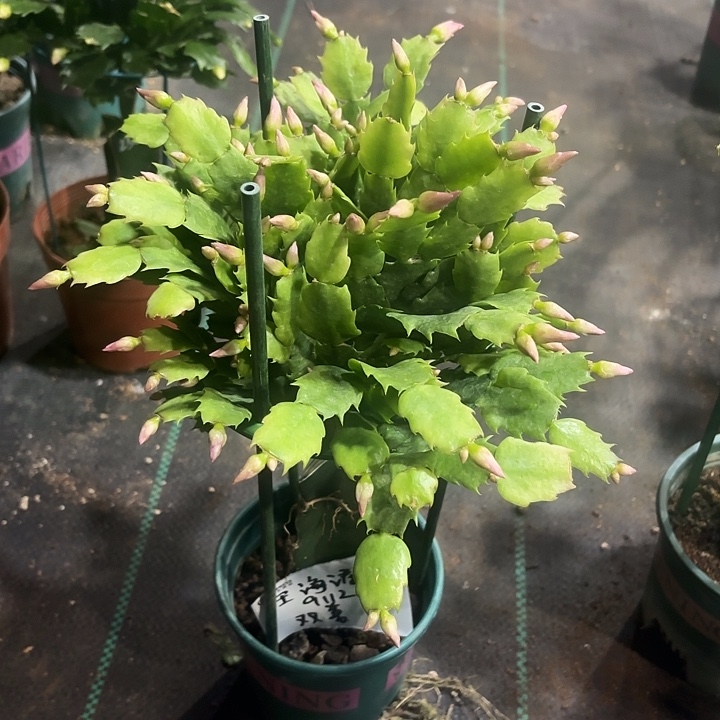 王***当前无花栽培后可以开花