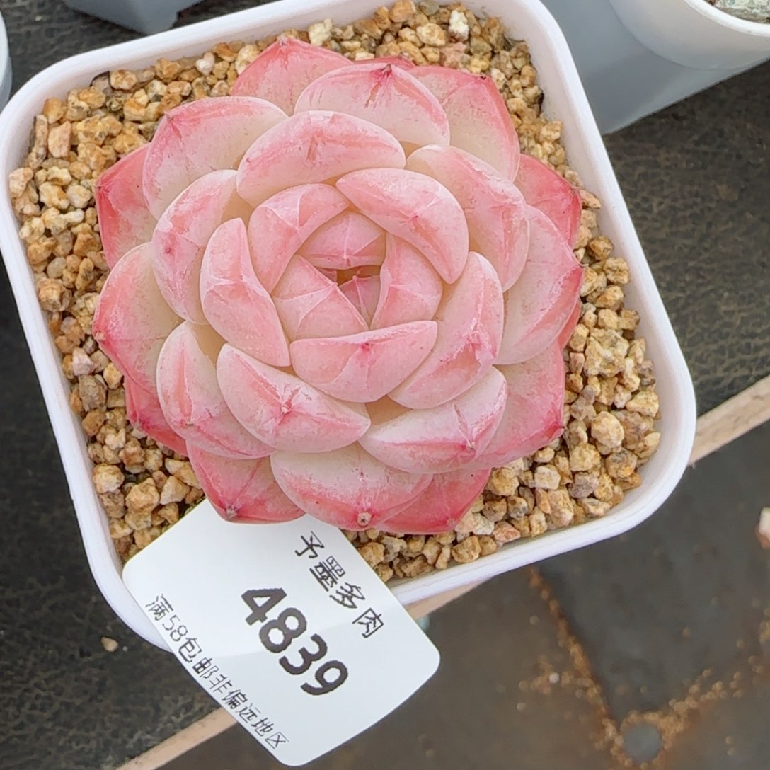 美心，4839多肉植物