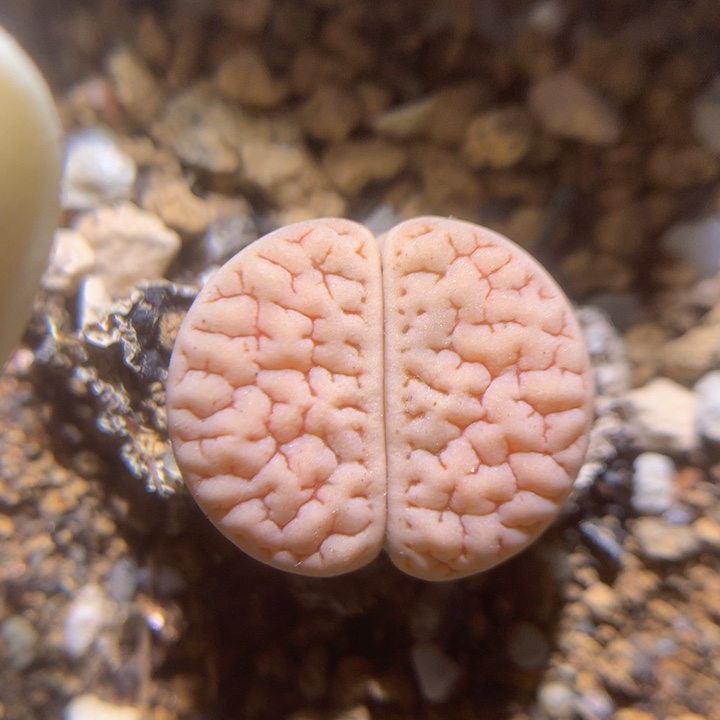 精品生石花122.141