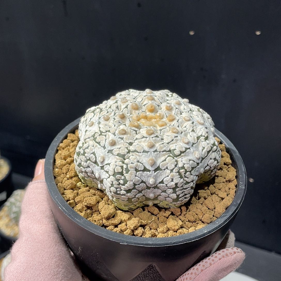 海星浓白带v兜实生养定