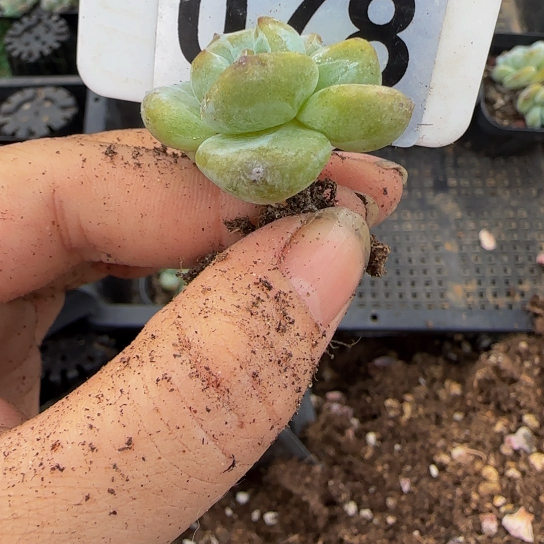 软***糖078号一物一拍特价福利