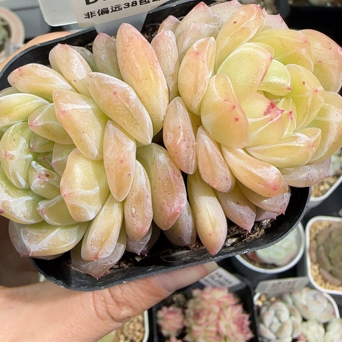 285东篱下多肉植物盆栽