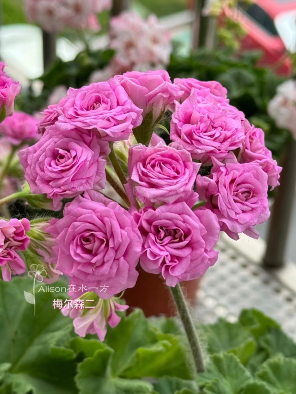 【梅尔森2】 半兽天竺葵（零下拍保温冻坏不售后）