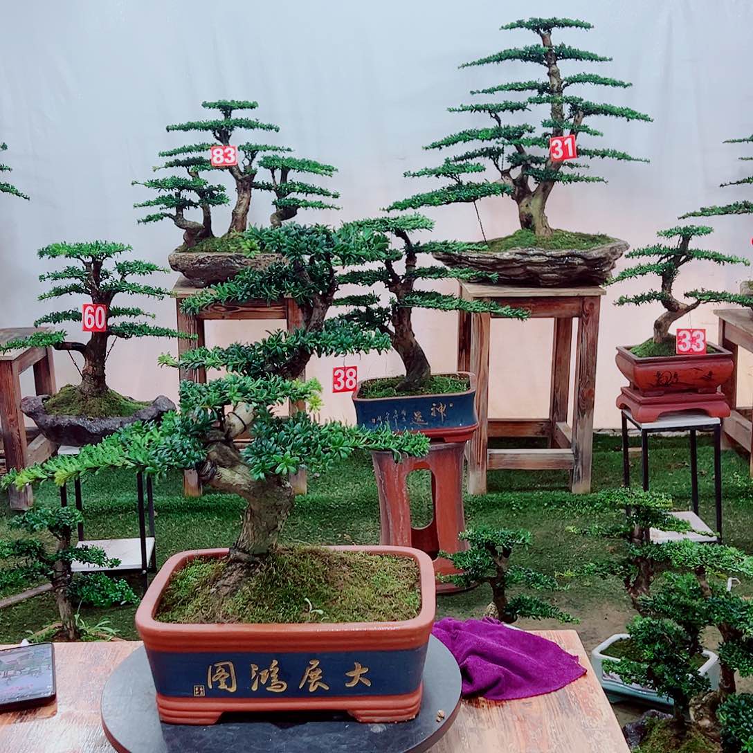 小老桩红芽珍珠罗汉松