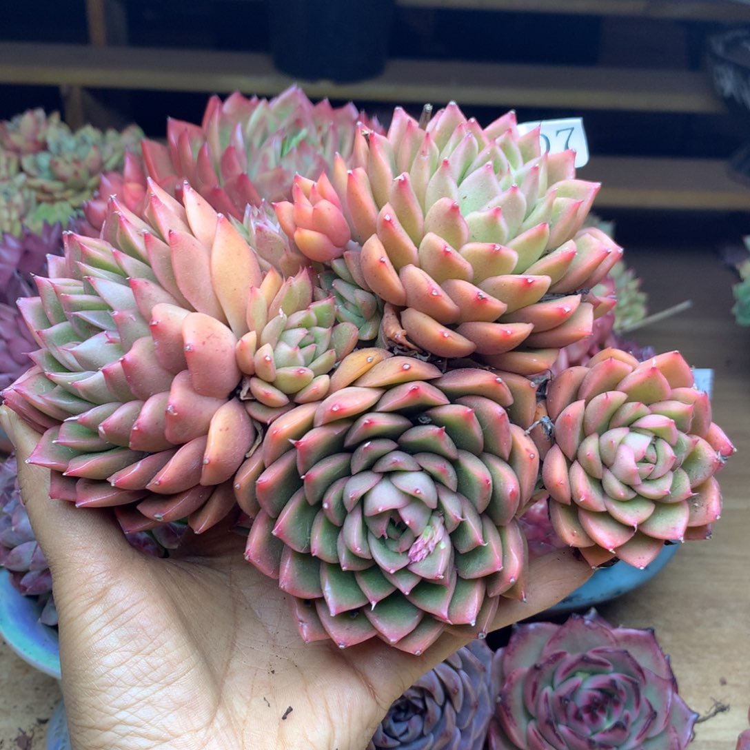 1907杂交精品基地16冠