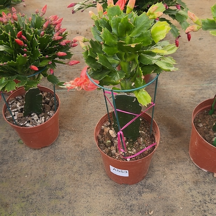 爱***动大部分开放少量花苞553嫁接红索