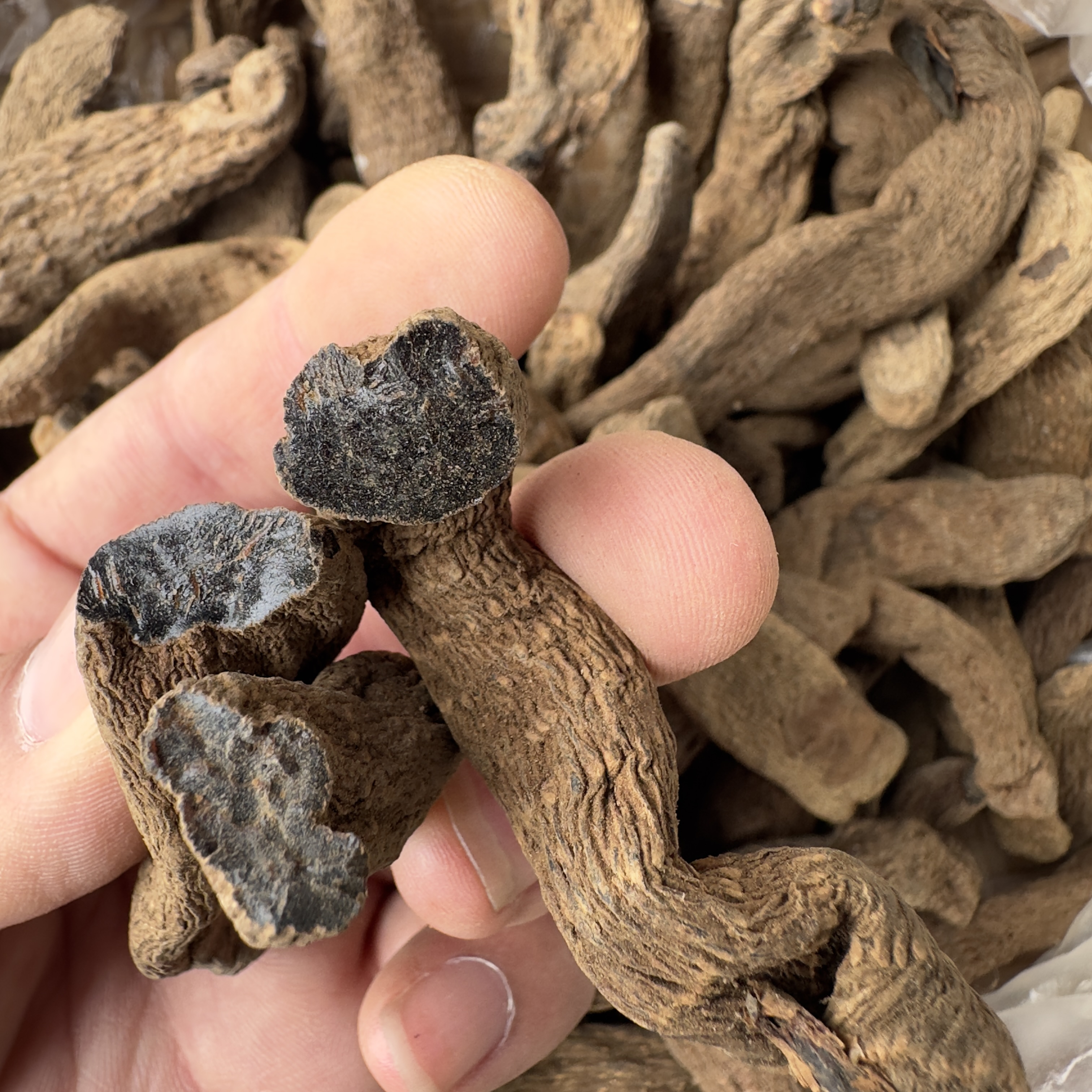 【黑天麻 250g】神农架老乡自采山货