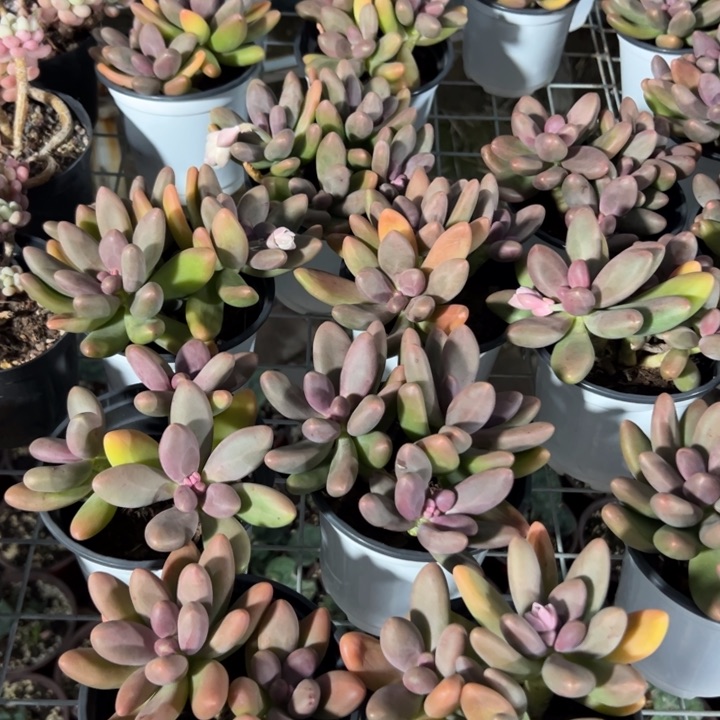 新疆包邮 糖果美人