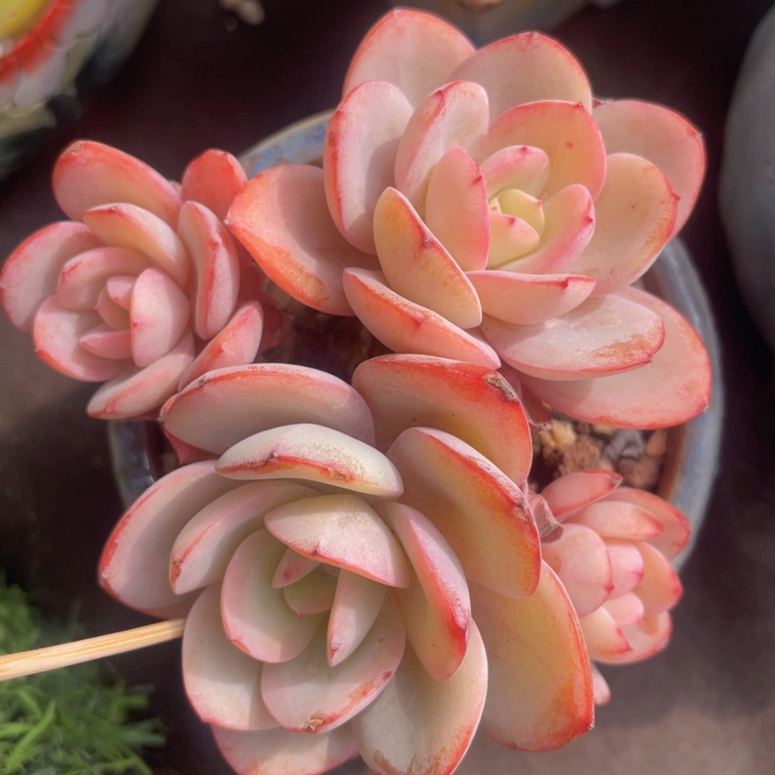 布鲁兰控养状态（超级好看）