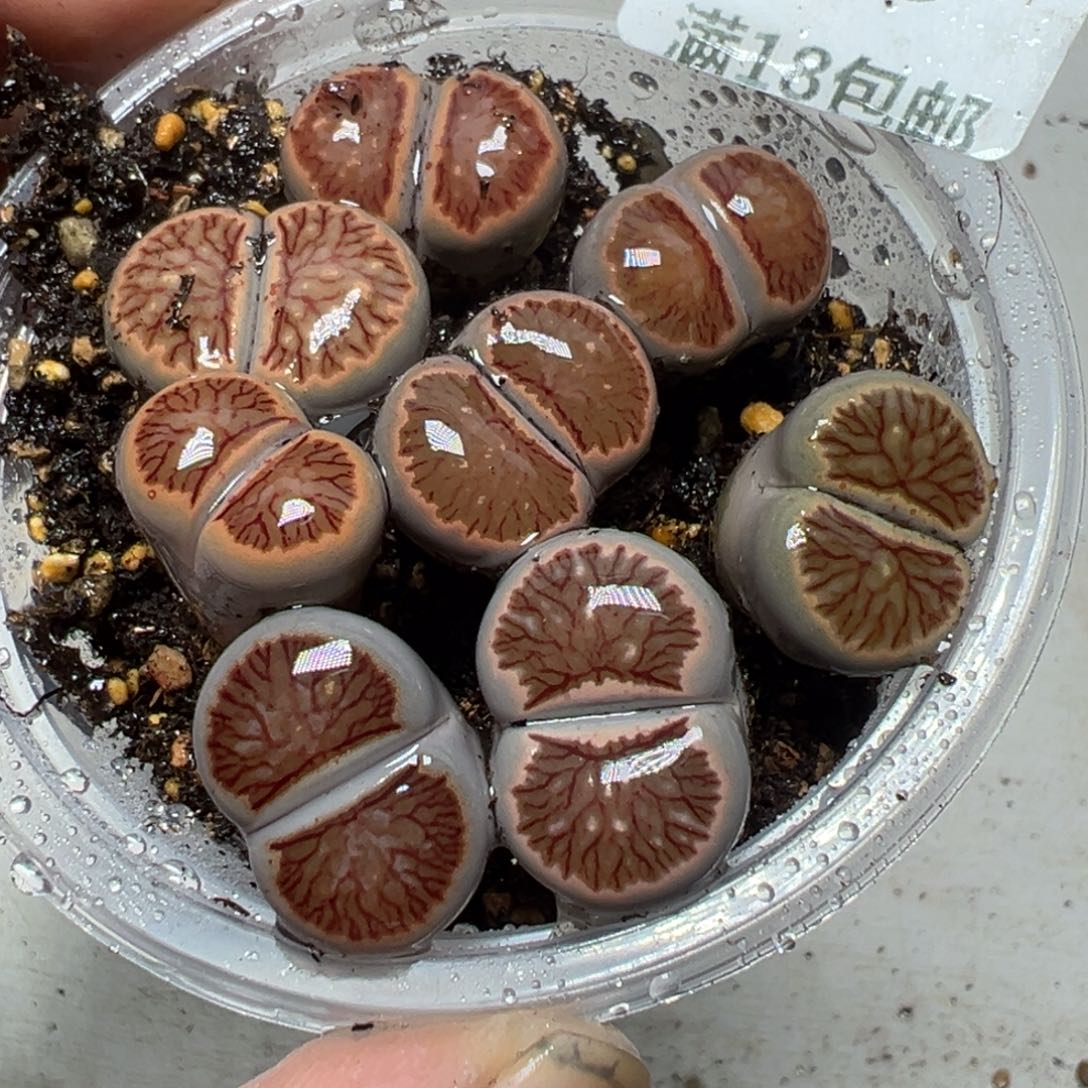 【闪购商品】 695。    