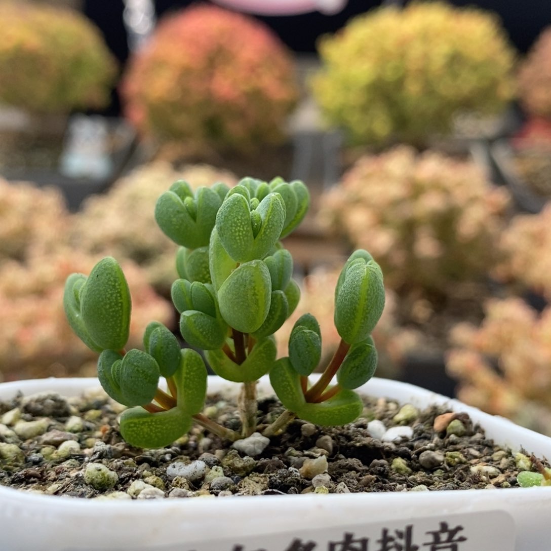 酪**的元宝枝干番杏0347