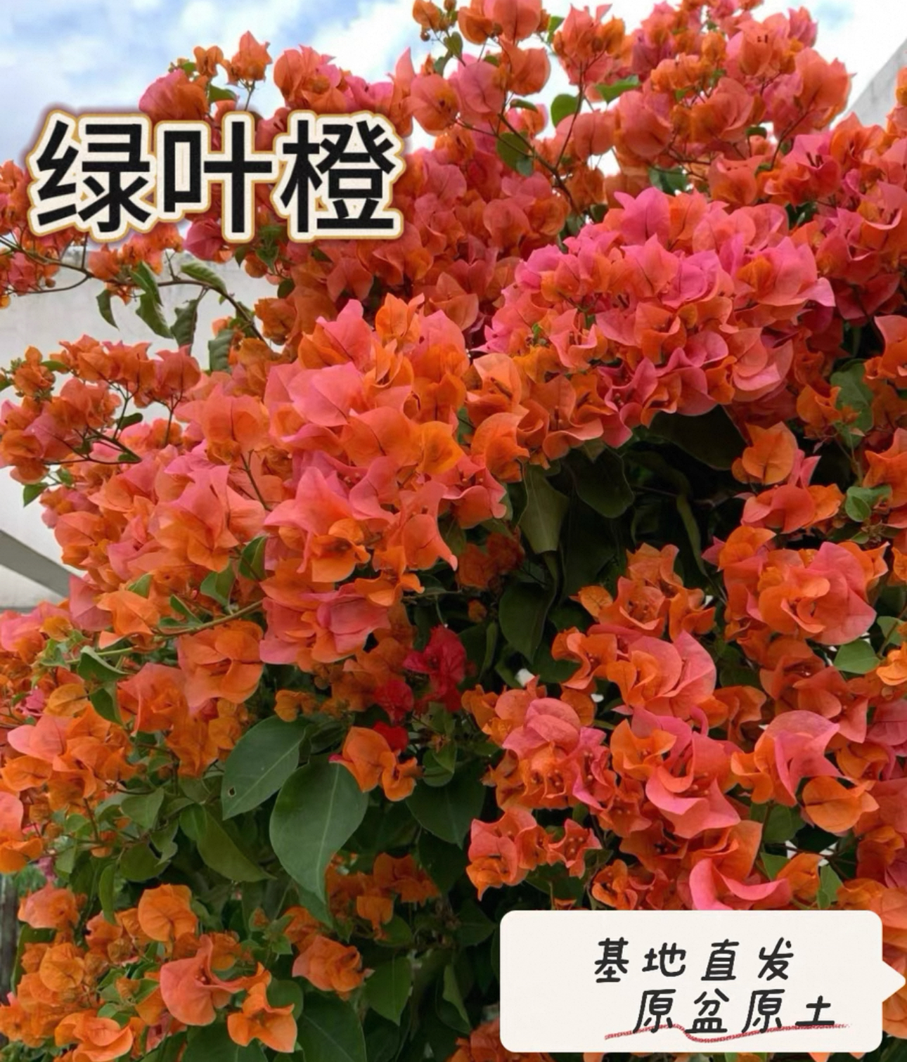 【绿叶橙】花卉三角梅四季勤花基地直发