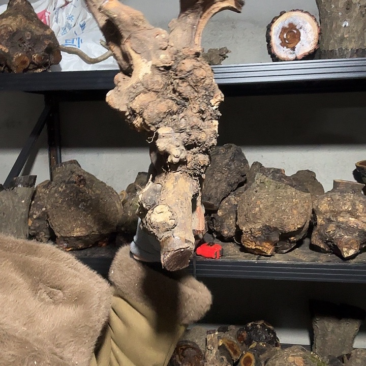 猎***跃香榧木火琉璃的故事是一个