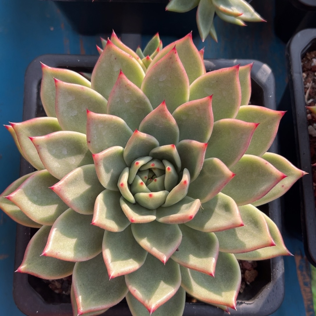 白皮蛋，一物一拍010