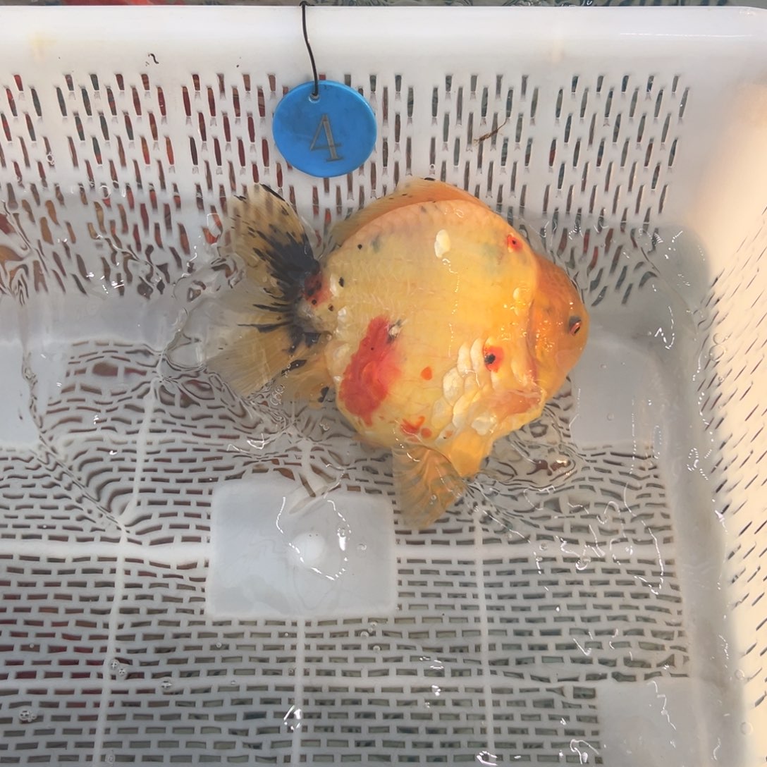 一***你金鱼你好吗我好想你啊我