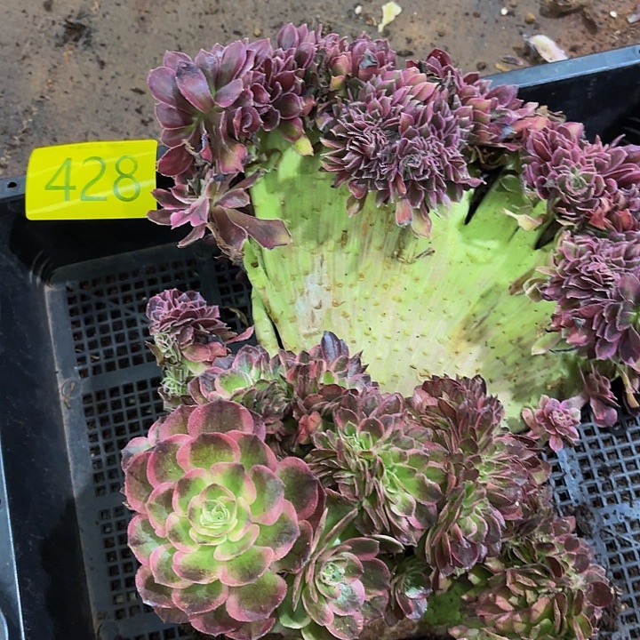 多肉植物福利428个