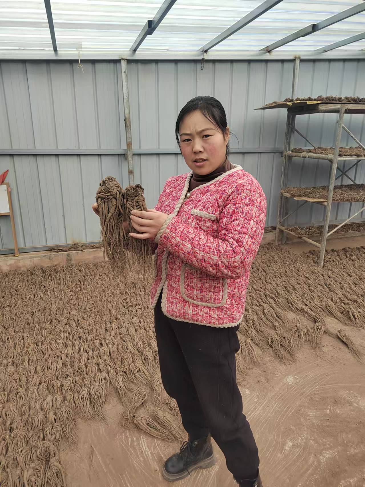 甘肃原产地大原条当归250～500g包邮