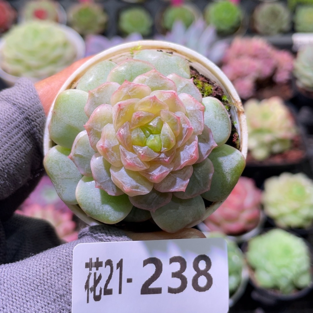 花利美21-238珍妮