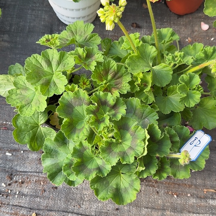 完全开放天竺葵82号