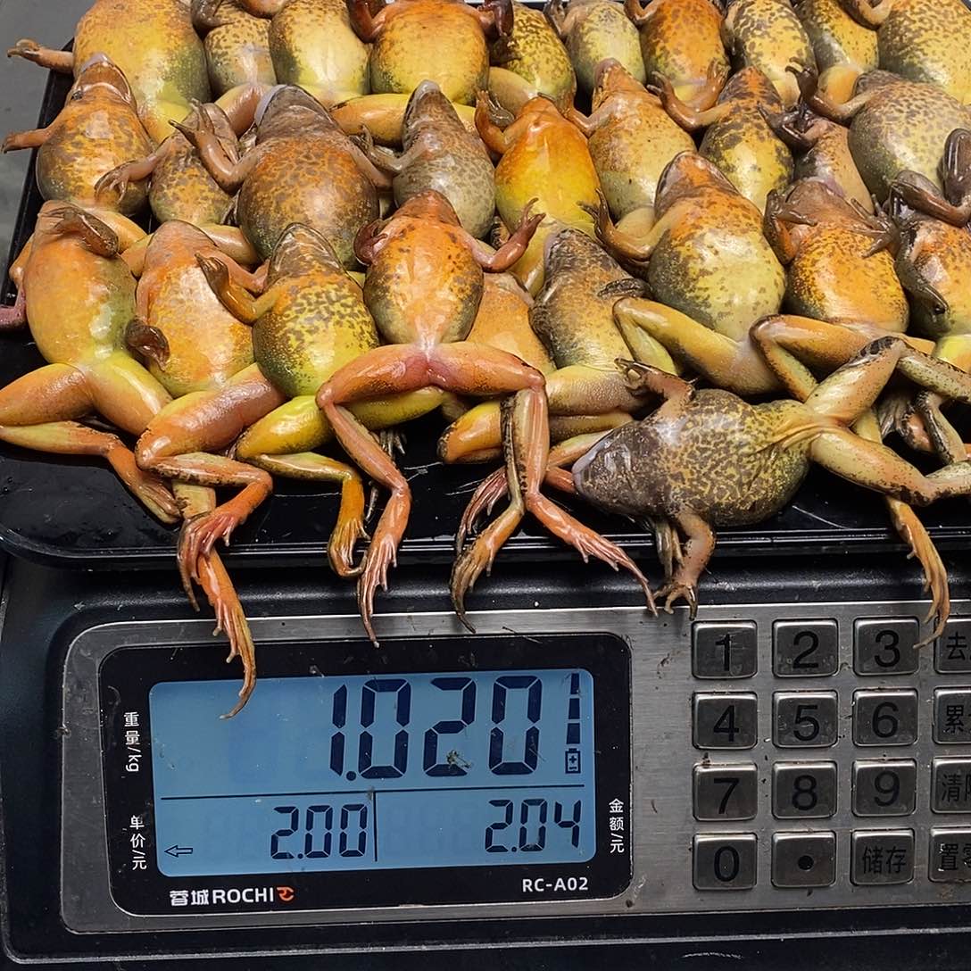 中国大陆新鲜速冻2斤31只母蛙