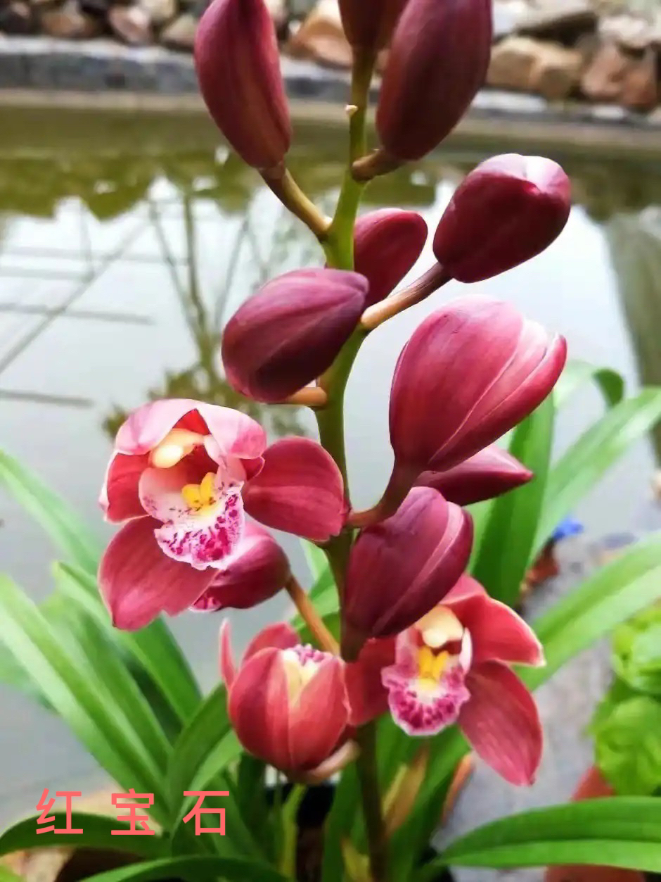 精品春兰（红宝石）浓香型花期1月至3月