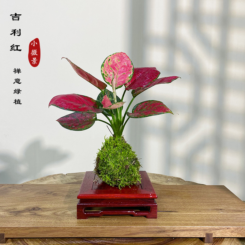 【翊然】吉利红苔藓球绿植室内茶桌书桌红红火火好养耐活绿植