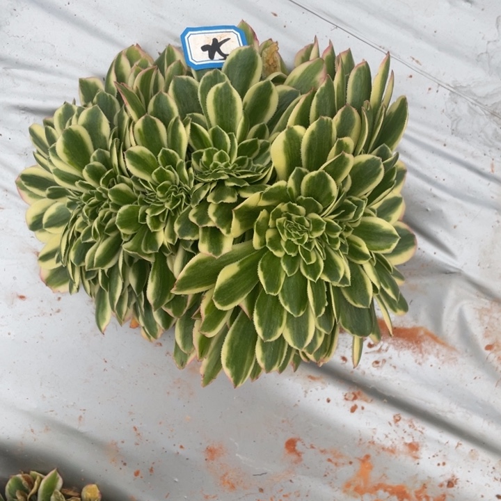 红陶25迈巴赫缀化法师锦锦