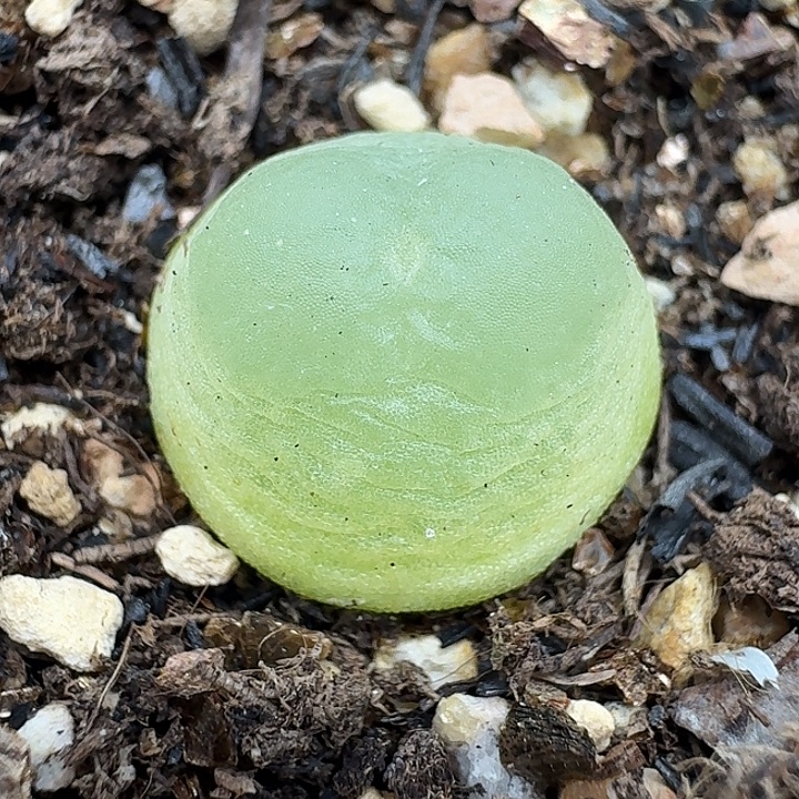 老马生石花1.3拉登1461