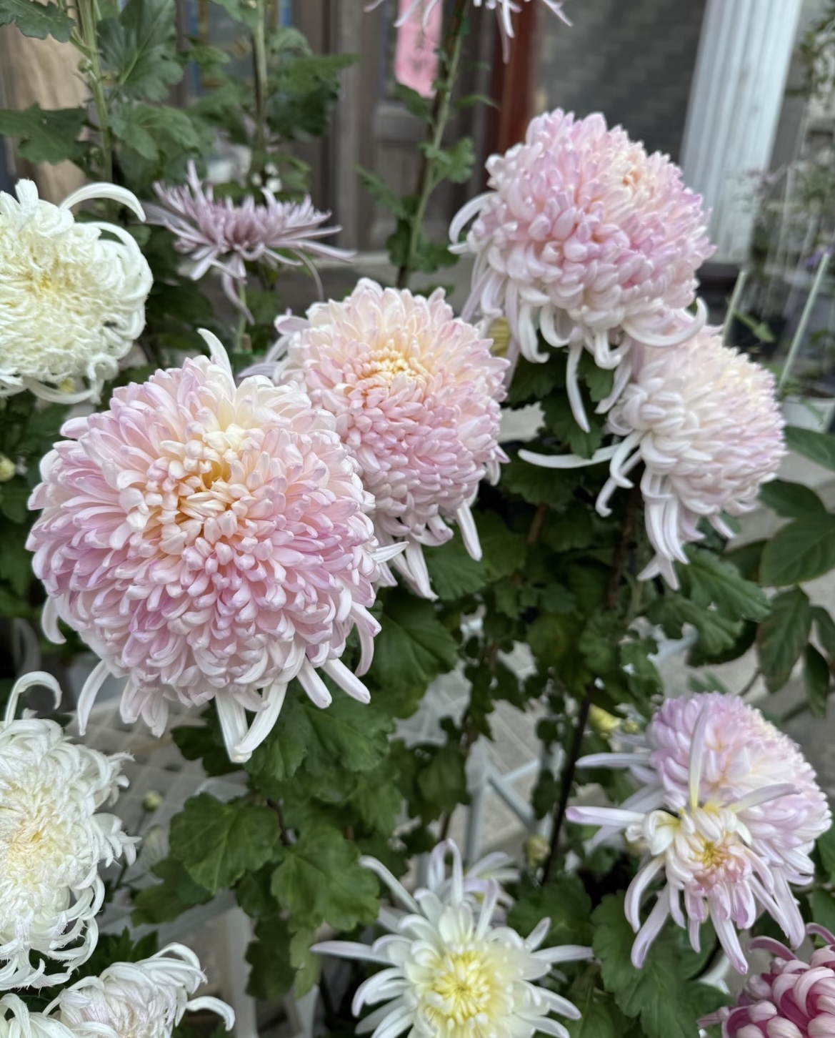  九月菊【国华初樱】菊花盆栽 大花富贵菊  好养活