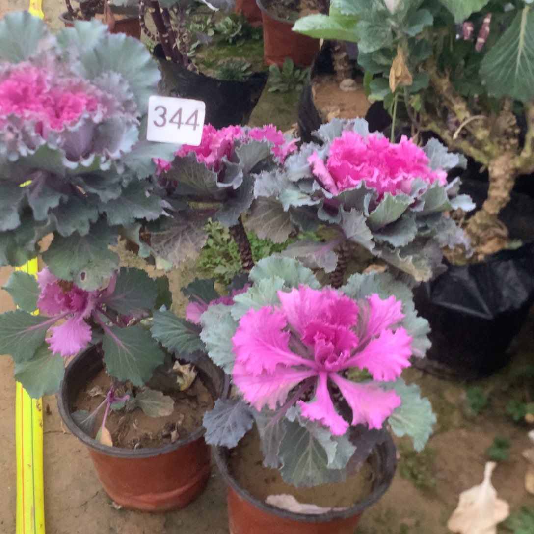 喜***部9675甘蓝专拍多肉植物