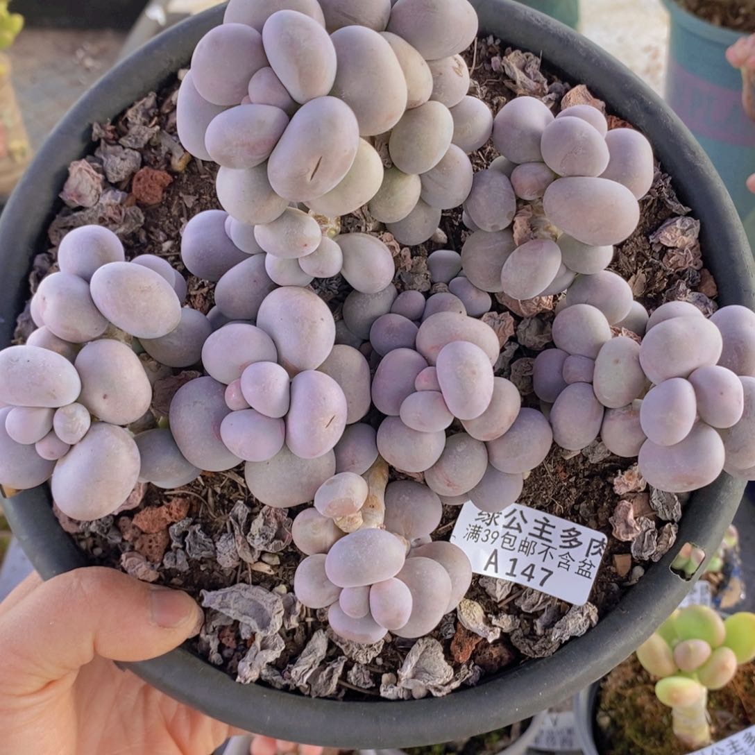 芭比奶洛19cm147多肉植物