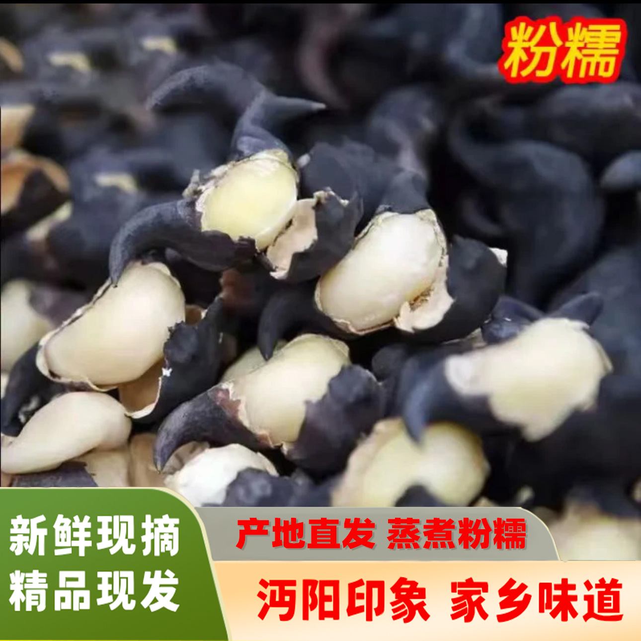 湖北仙桃新鲜老菱角现摘粉糯老菱角湖北农家土特菱角绿色菱角