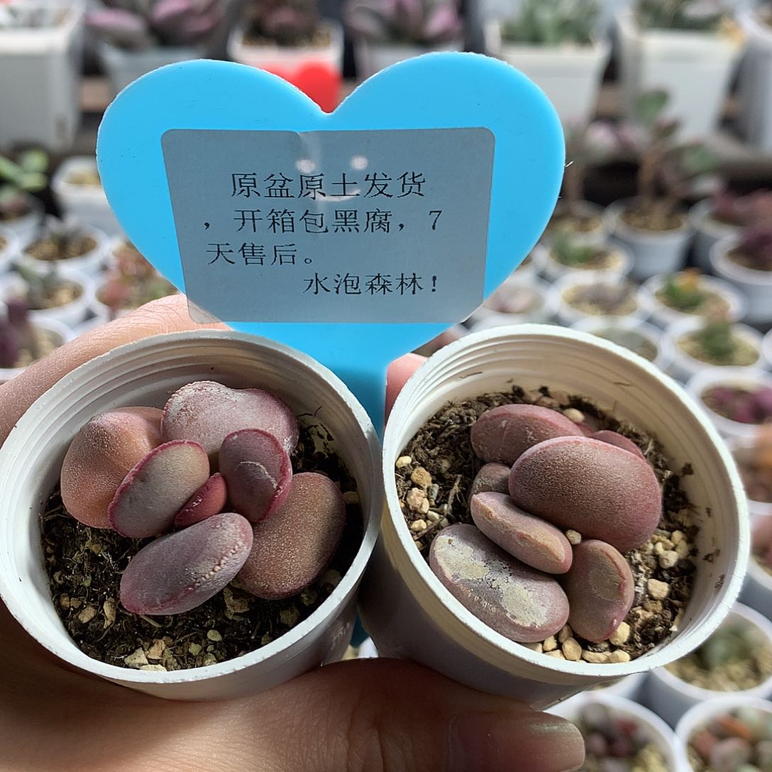 多肉水泡— 红蛋组合