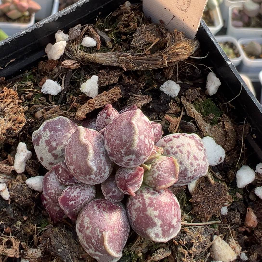 24奶牛斑达摩海豹老桩多头