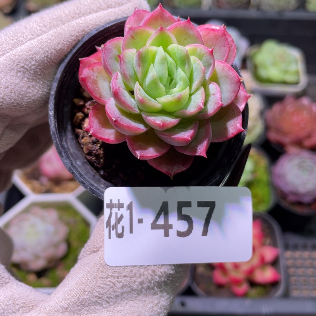 花利美1-457酸橙辣椒